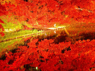 Hirosaki Castle Chrysanthemum And Autumn Foliage Festival