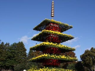 Hirosaki Castle Chrysanthemum And Autumn Foliage Festival