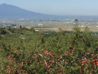 Kuroishi Tourist Apple garden
