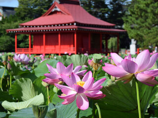 Saruka Park