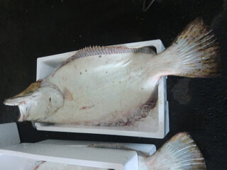 Ajigasawa Flounder Bowl