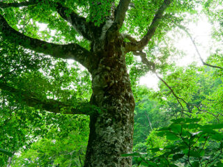 Mother Tree and Tsugarutoge