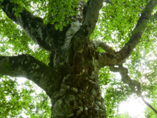 Mother Tree and Tsugarutoge
