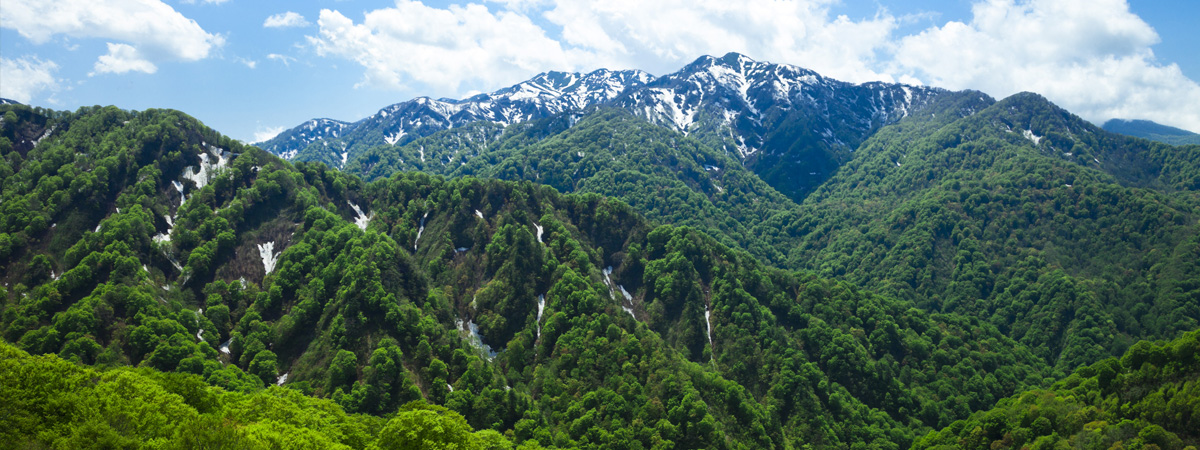 Mother Tree and Tsugarutoge