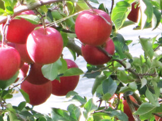 Owani Tourist Apple Garden