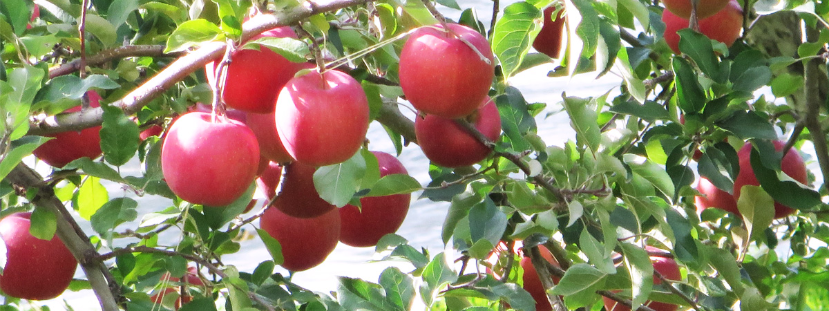 Owani Tourist Apple Garden