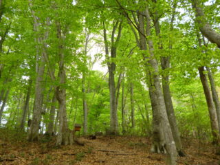 Shirakami no Mori Promenade
