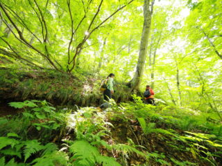 Hike around the World Heritage Site / Stroll through the beech forest
