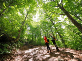 Hike around the World Heritage Site / Stroll through the beech forest