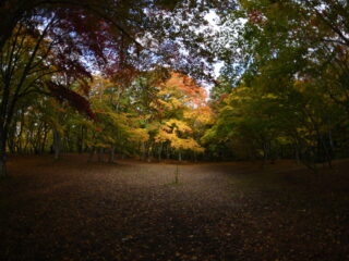 Nakano-Momiji-yama Fall Foliage