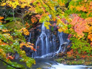 Nakano-Momiji-yama Fall Foliage