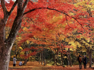 Nakano-Momiji-yama Fall Foliage
