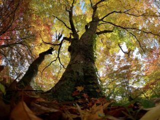 Nakano-Momiji-yama Fall Foliage