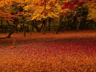 Nakano-Momiji-yama Fall Foliage