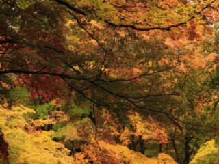 Nakano-Momiji-yama Fall Foliage
