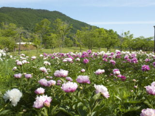 Michi no Eki Nijinoko Park (Roadside Station)