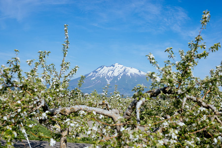 弘前市 りんごの花と岩木山