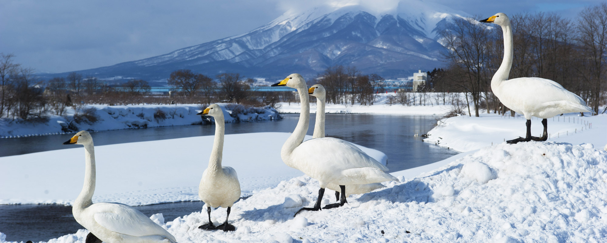 白鳥ふれあい広場 - Time Trip Tsugaru 青森県津軽地域観光情報サイト