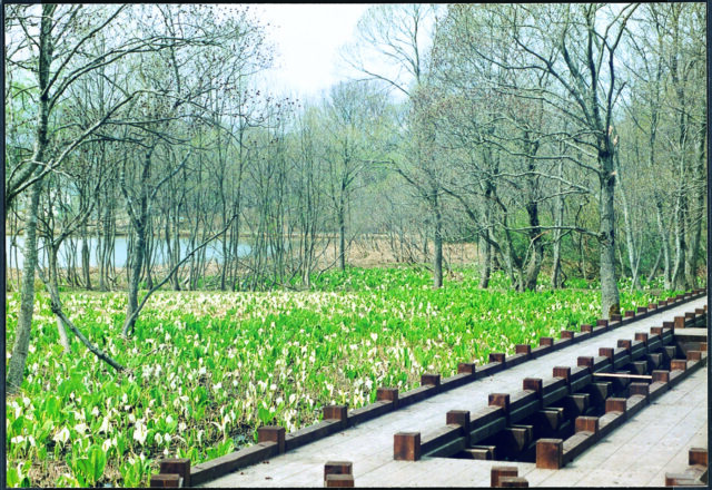 ミズバショウ沼公園