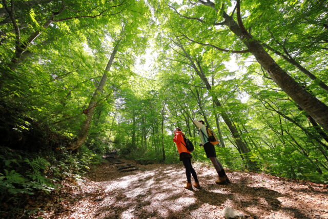 世界遺産の径ブナ林散策道