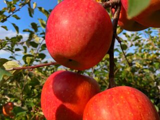 りんご摘果（摘花）作業体験