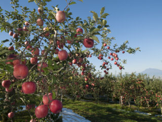 りんご摘果（摘花）作業体験