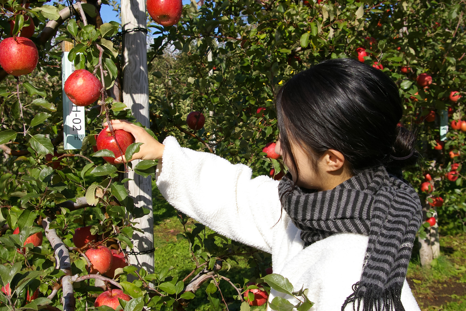 弘前市　りんごの街を体験