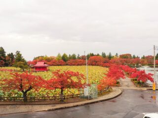 猿賀公園　紅葉まつり２０２３