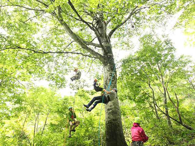 アウトドア　木登り体験