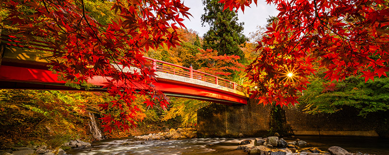 中野もみじ山 紅葉