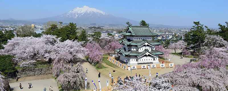 弘前城と桜