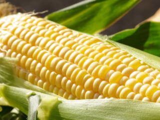 嶽きみ特化型ギフトショップ「CORN KING」
